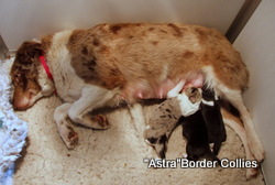 lue Merle Tricolour, Male, Rough coated, border collie puppy